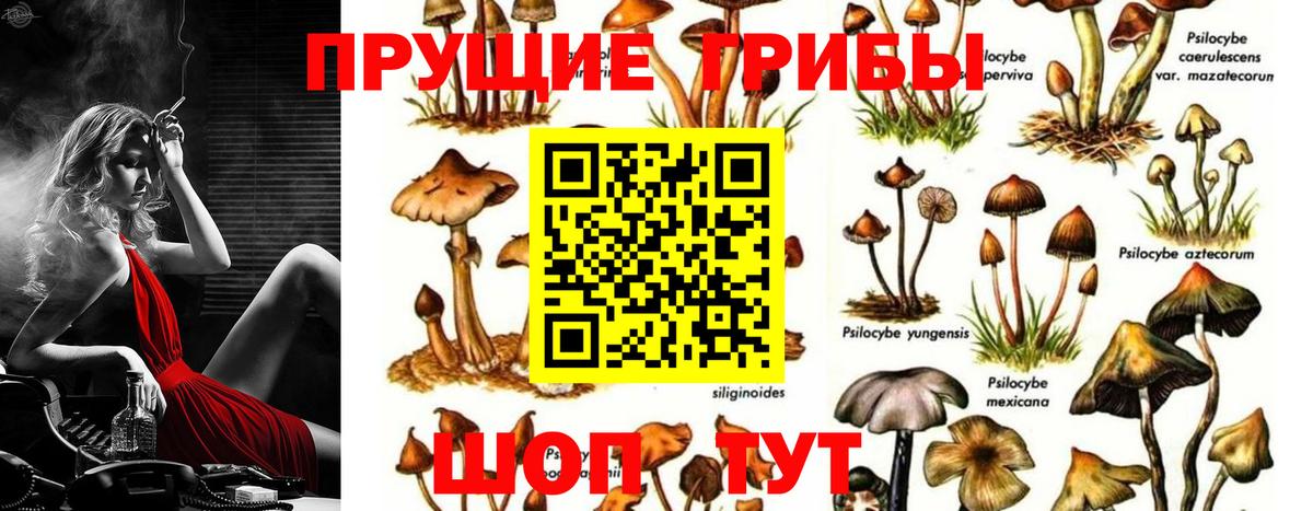 Псилоцибиновые грибы прущие грибы  Псилоцибиновые грибы GOLDEN TEACHER  Вход с VPN  Кстово 